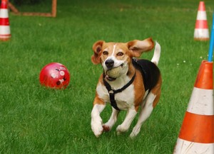 Sinnvolle Auslastung und Besch&auml;ftigung f&ouml;rdern das Wohlbefinden eines jeden Hundes.