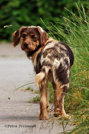 Die Wahl eines Hundes sollte sorgf&auml;ltig durchdacht werden, damit den Bed&uuml;rfnissen des Tieres in ausreichendem Ma&szlig;e Rechnung getragen werden kann.