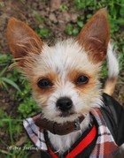 Wenn T&uuml;r oder Telefon klingeln, dann sage ich meinem Menschen bescheid.