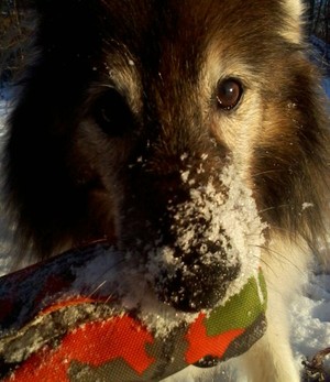Dummytraining ist eine sinnvolle und sch&ouml;ne Besch&auml;ftigung f&uuml;r viele Hunde.