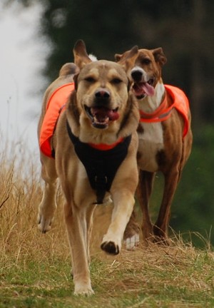 Der R&uuml;ckruf ist eines der wichtigsten Kommandos f&uuml;r einen Hund.