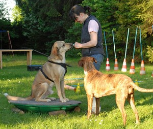 Mit Geduld und sinnvoll strukturiertem Training l&auml;sst sich viel erreichen.