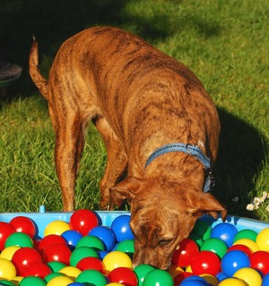 Schn&uuml;ffelspass f&uuml;r Sp&uuml;rnasen
