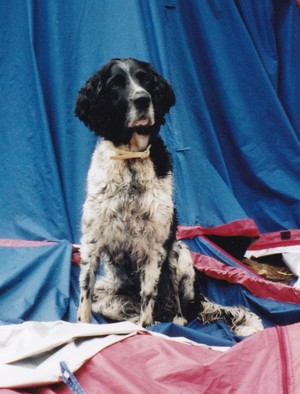 Frankreich 2003, Sina (12 Jahre) hilft unser Zelt aufbauen.