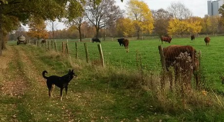 Sie haben Fragen zum Verhalten ihres Hundes? Rufen Sie mich an!