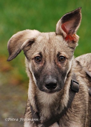 Ich muss noch viel lernen...