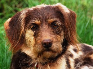 Eine gute Sozialisation ist wichtig