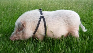 Willy beim Gassigang.