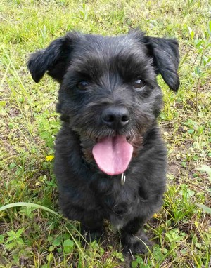 Ein gutes Verh&auml;ltnis zwischen dem Menschen und seinem Hund ist unbezahlbar.